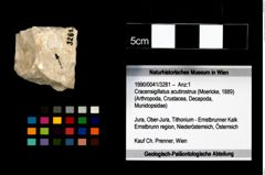 Foto (Objekt + Etikett) von Cracensigillatus acutirostrus (Moericke, 1889)  (NHMW-GEO-1990-0041-3281)